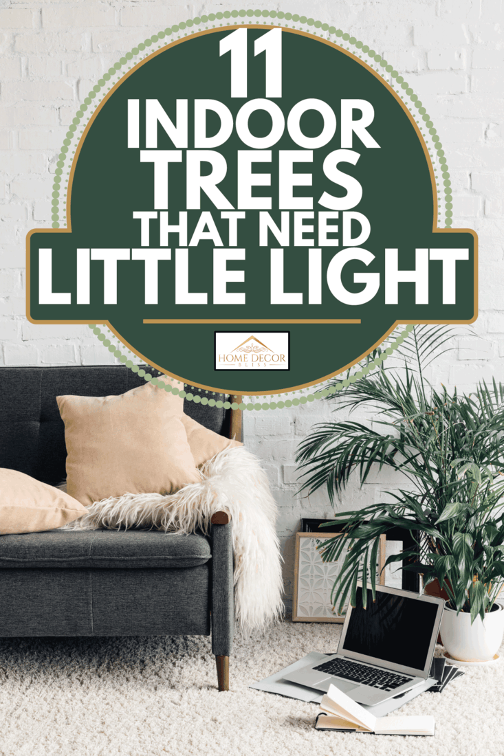 Comfy couch in white living room interior with brick wall. indoor plant behind a laptop and notebook. 11 Indoor Trees That Need Little Light