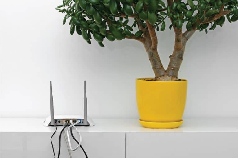 Internet-router-and-flower-pot-on-white-shelf-in-bright-interior.-How-To-Hide-Router-In-Living-Room-[5-Great-Ways!], How To Hide Router In Living Room [5 Great Ways!]