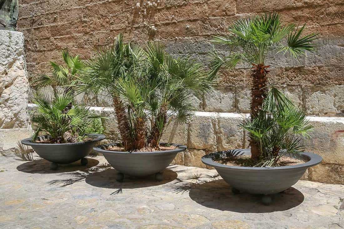 Potted tropical plants in the city, 11 Amazing Potted Palm Trees Ideas