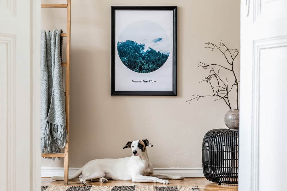 Picture Hung on the wall with dog on the floor