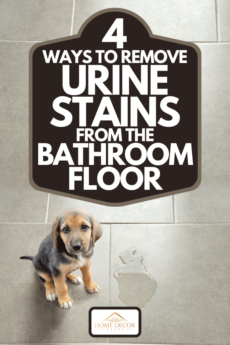 A cute puppy sitting near wet spot in the bathroom, 4 Ways To Remove Urine Stains From The Bathroom Floor