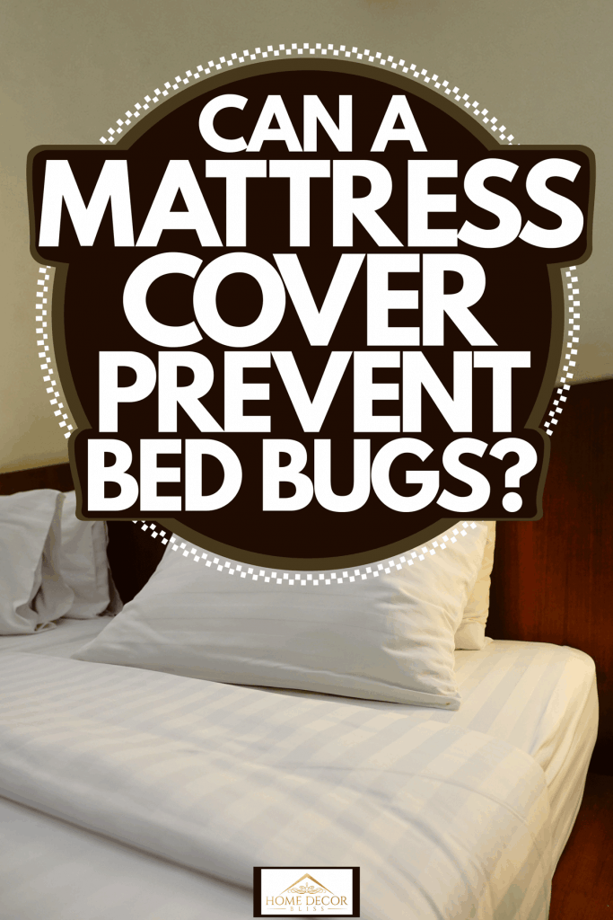 Can A Mattress Cover Prevent Bed Bugs, Can Bed Bugs Chew Through Mattress Covers