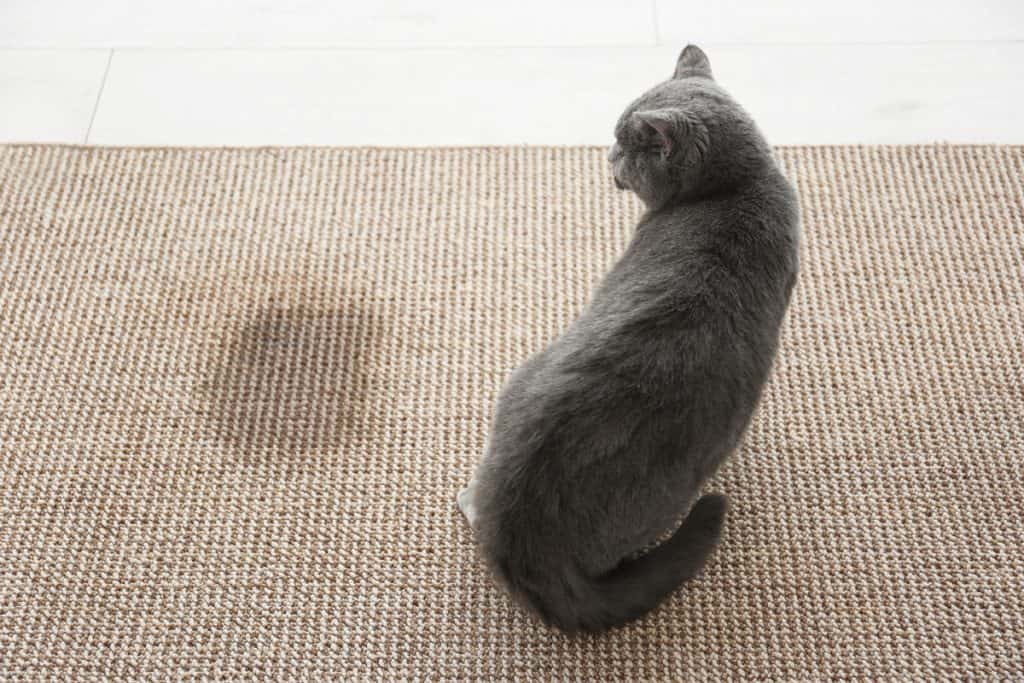 Cat peeing on bathroom rug
