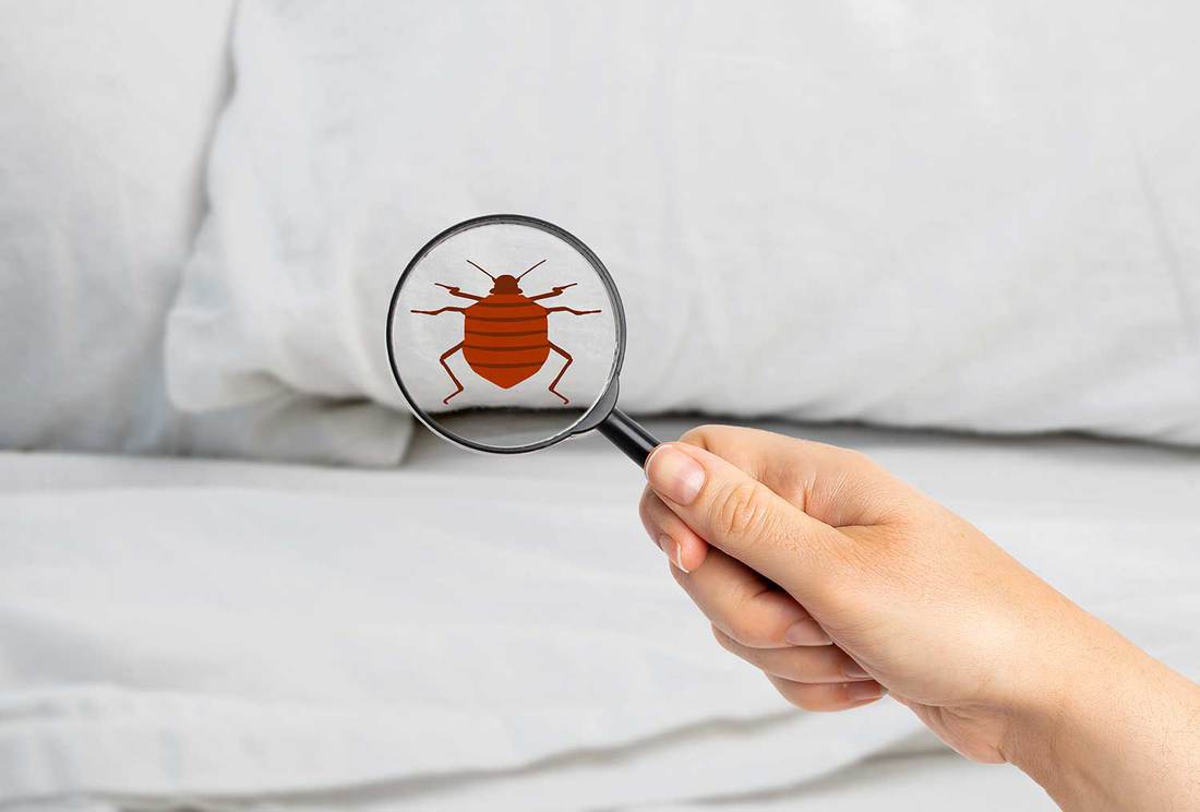 Close-up of a woman with magnifying glass detecting bed bug in bedroom