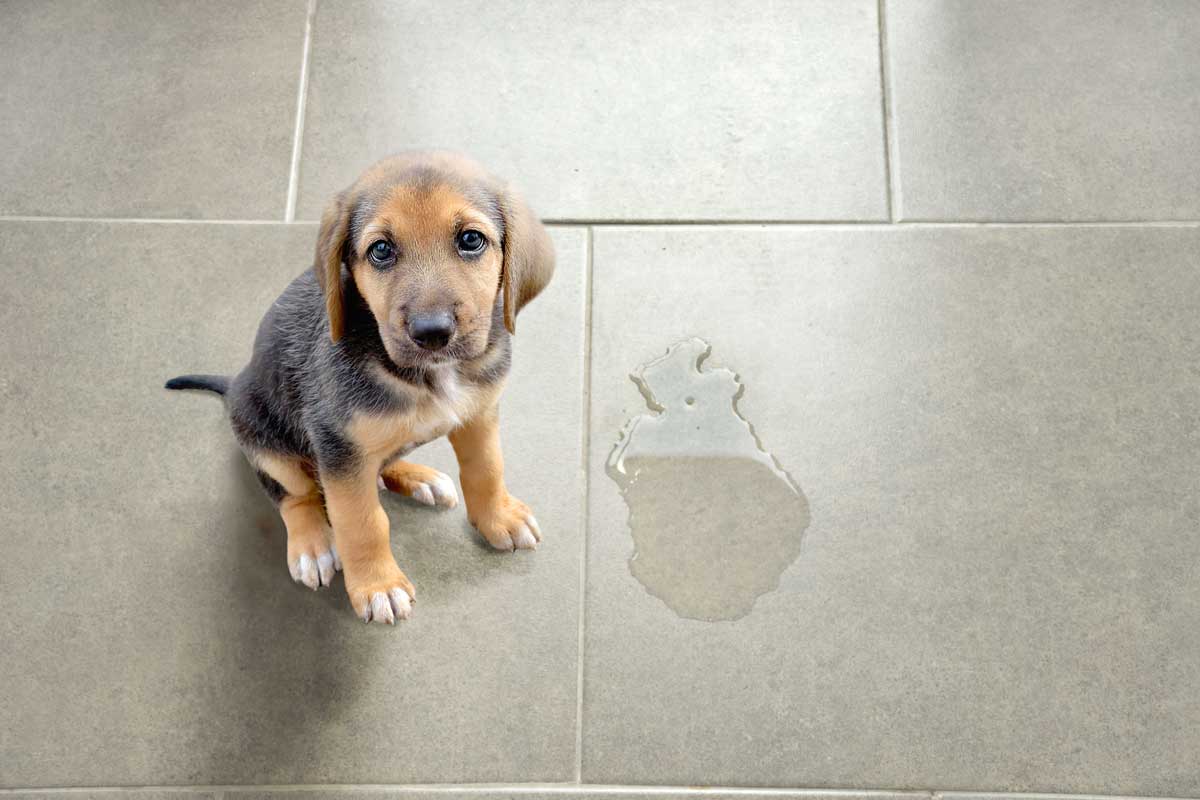 Cute puppy sitting near wet spot in the bathroom, 4 Ways To Remove Urine Stains From The Bathroom Floor