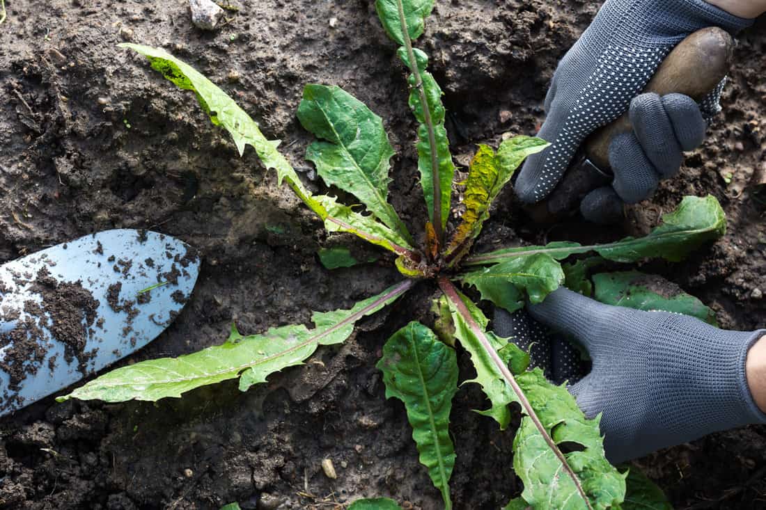 Worker dig weeds dandelions in vegetable beds