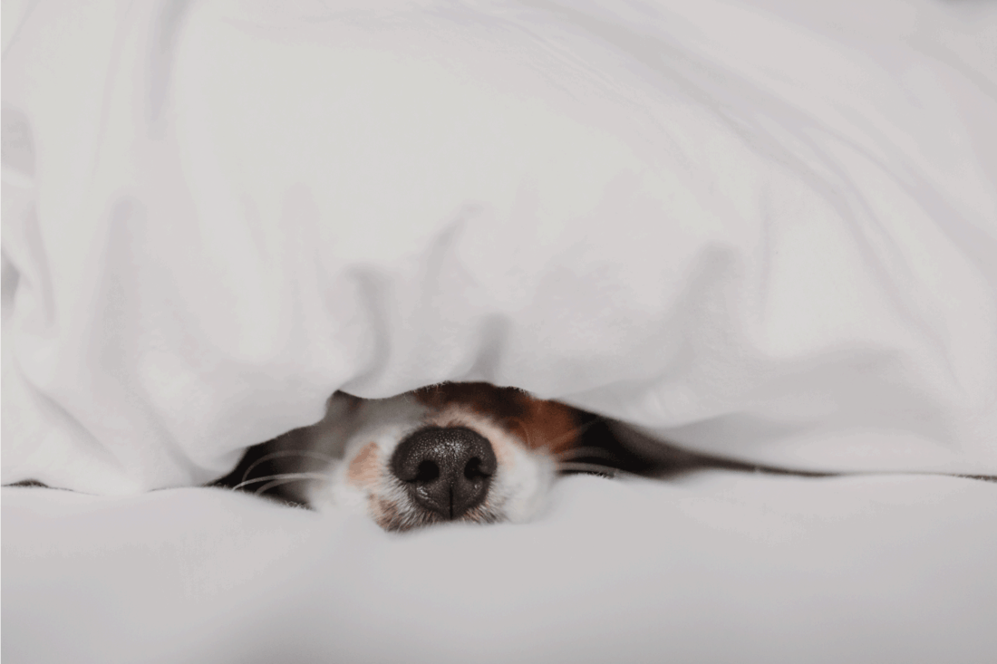 cute tender white and brown jack russell sleeping on a bed under a white cover