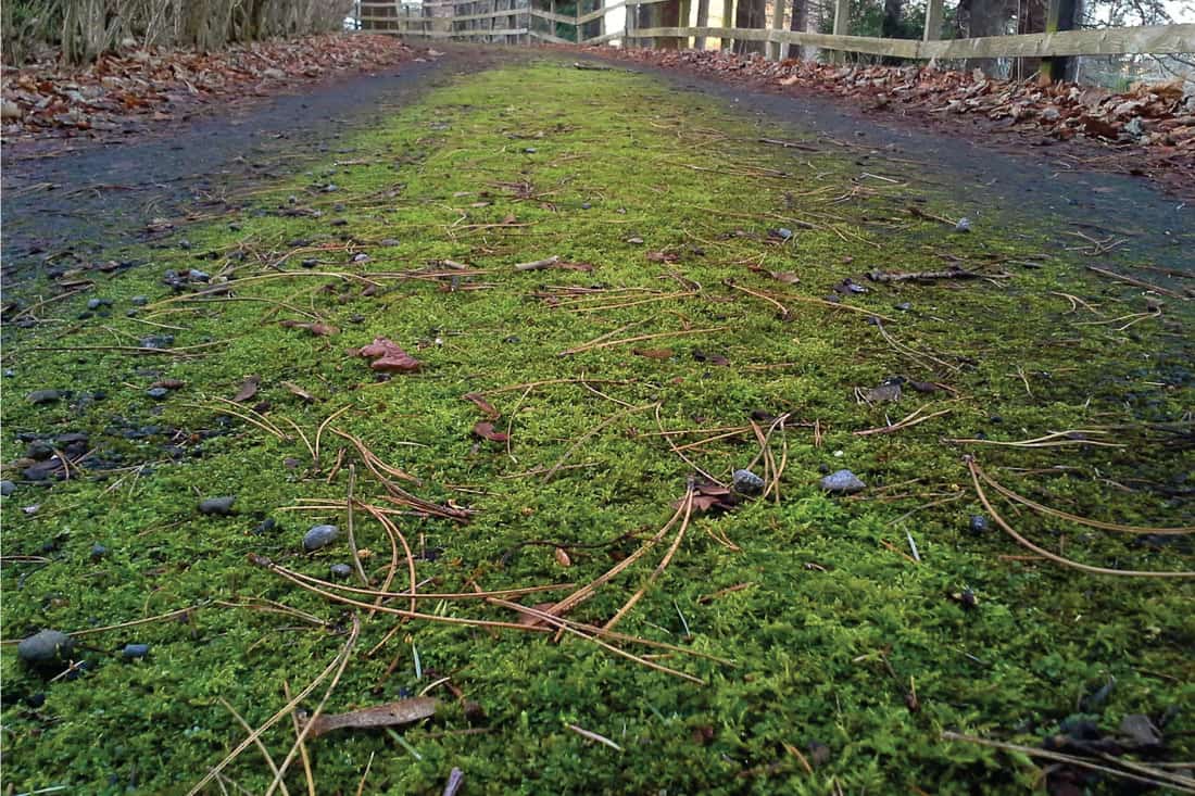 ground view of a driveway filled with moss