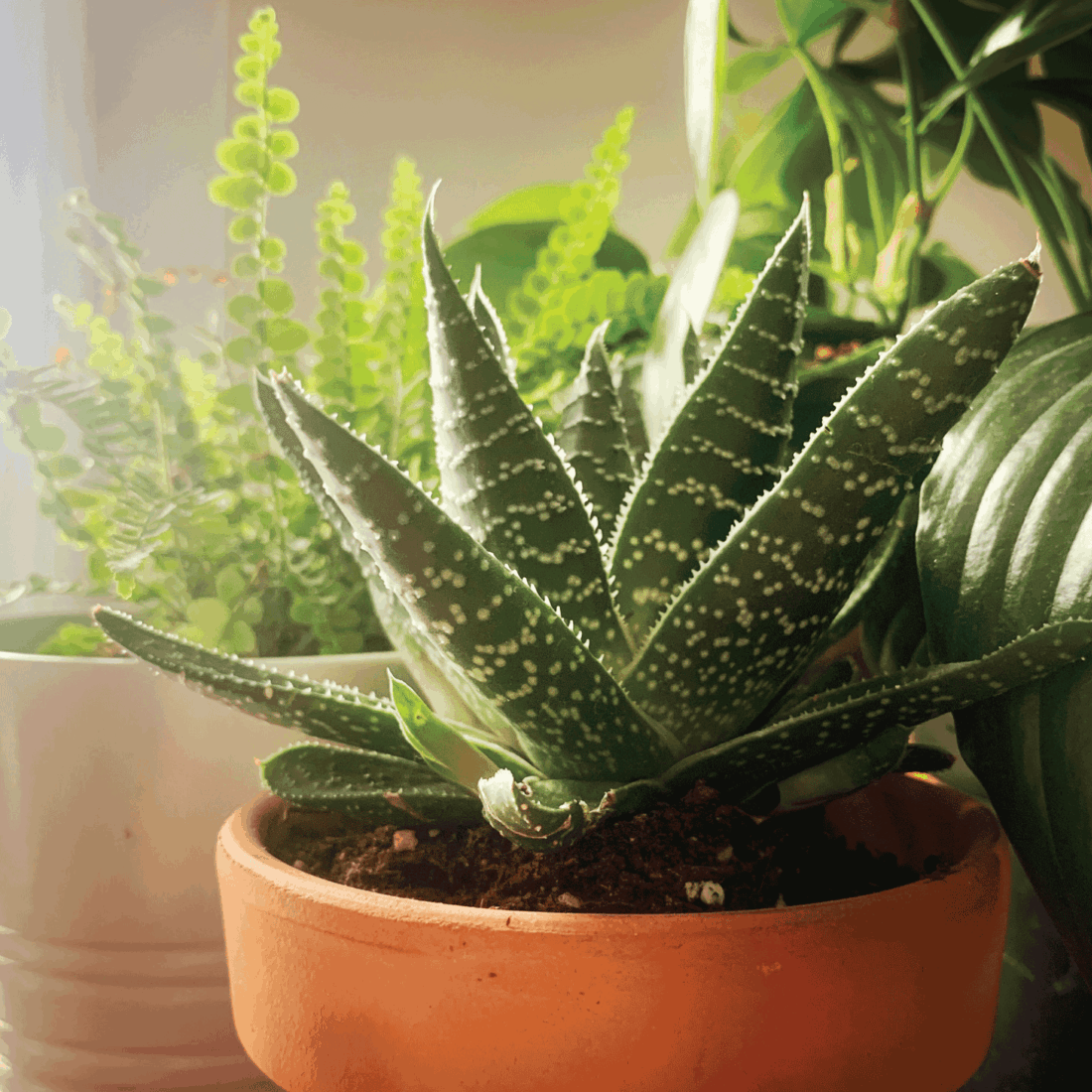 Aloe Vera plant in terra cotta pot