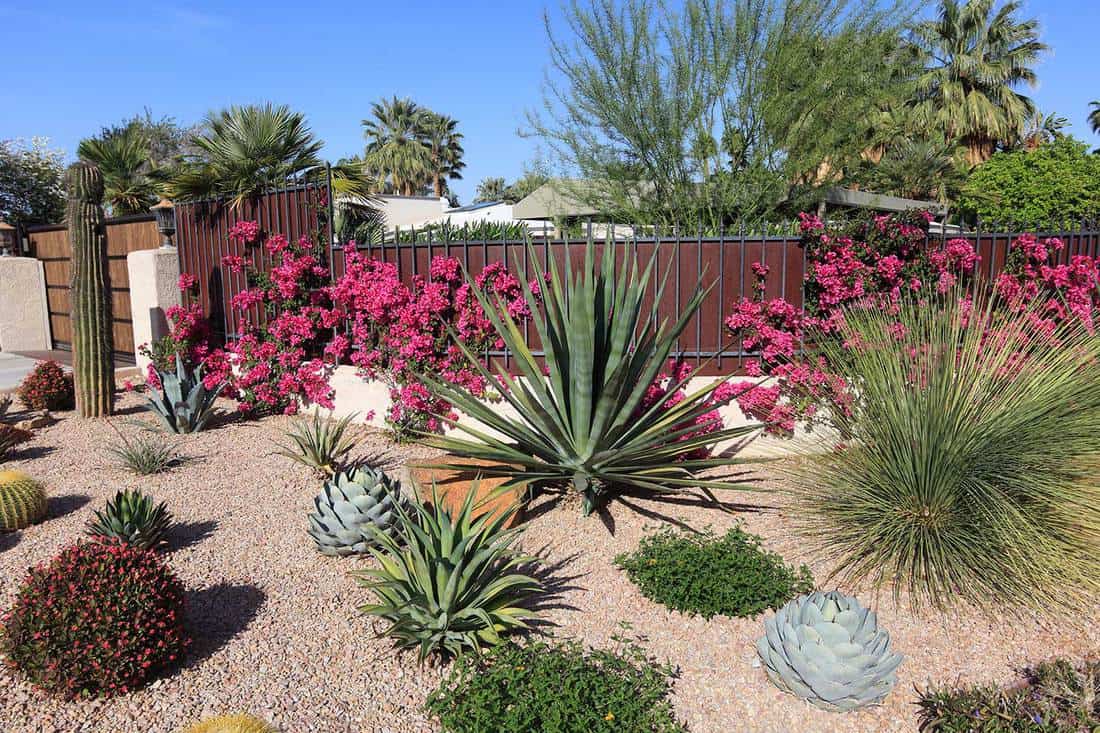 Beautiful xeriscaped residential garden of cactus, succulents, bougainvillea and other arid perennial plants