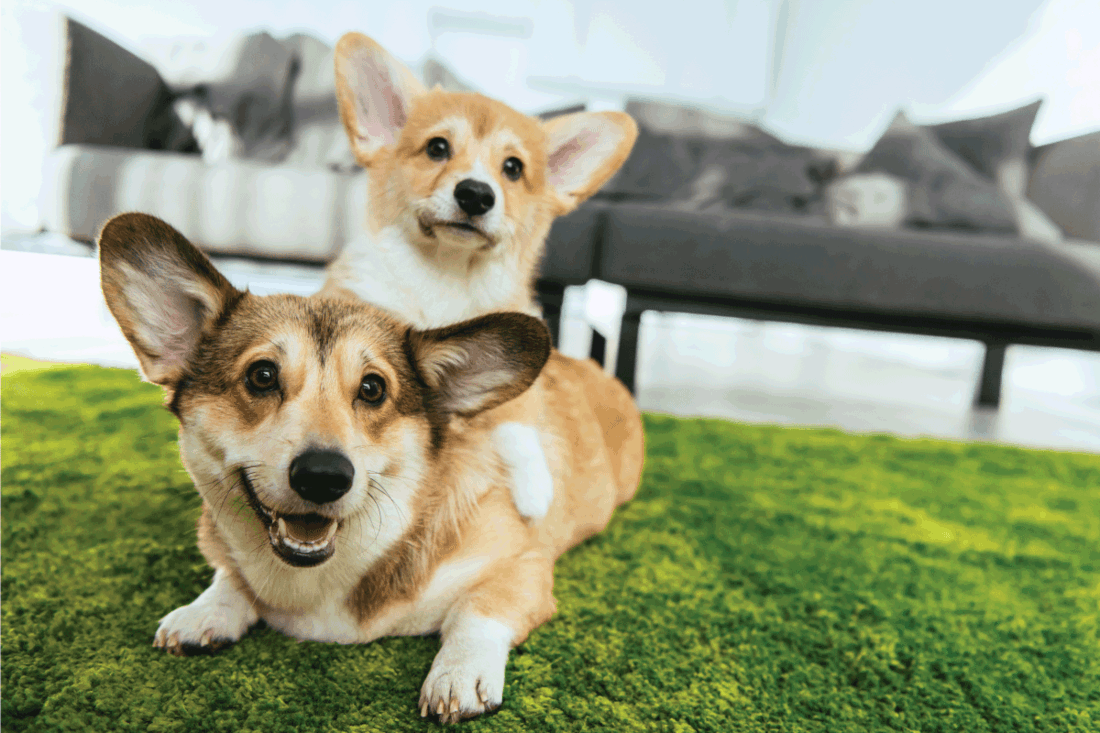 Close up view of two cute welsh corgi dogs laying on green lawn at home. How To Get Rid Of Dog Smell In A New House [6 Practical Methods]