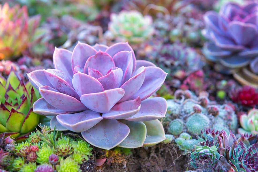 Colorful succulents flowerbed