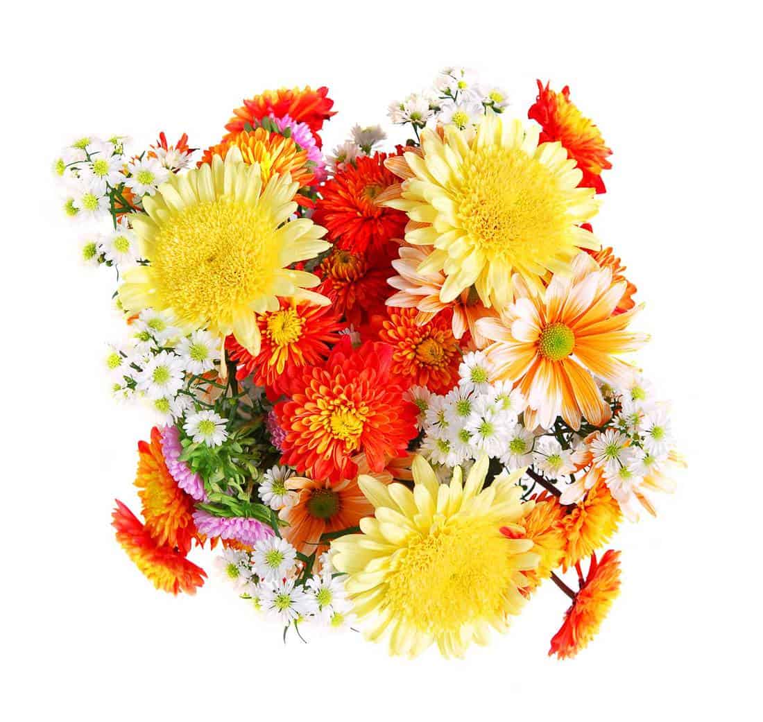 Flower bouquet isolated on white background