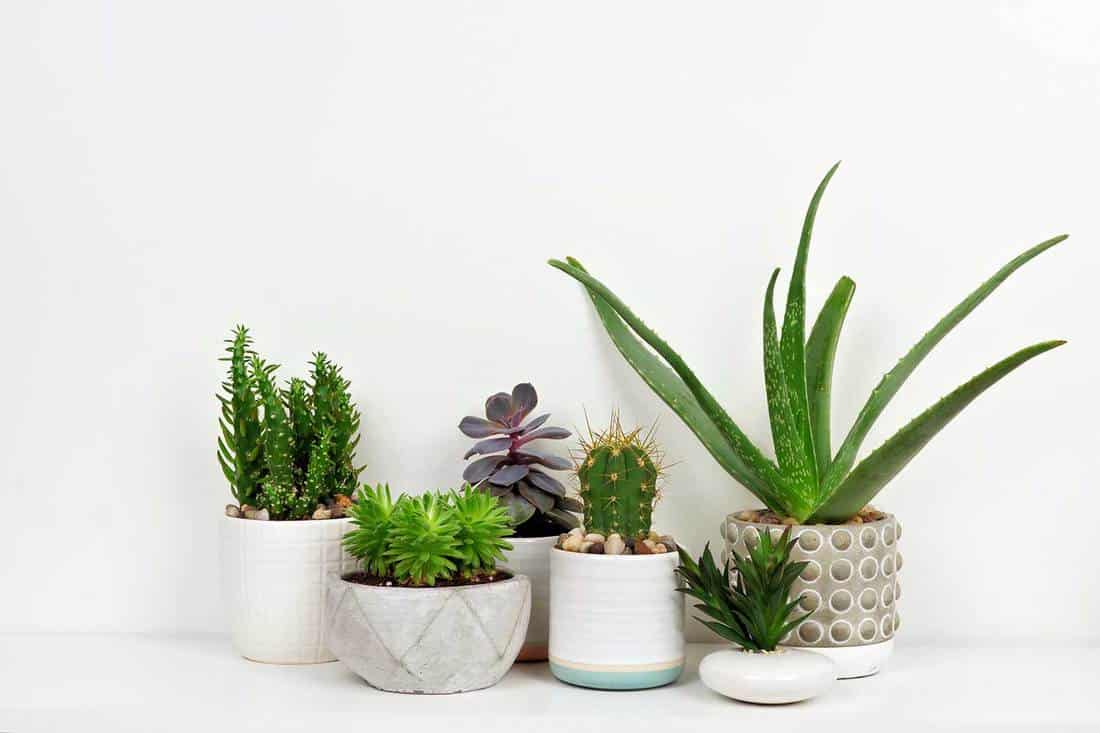 Group of various indoor cacti and succulent plants in pots
