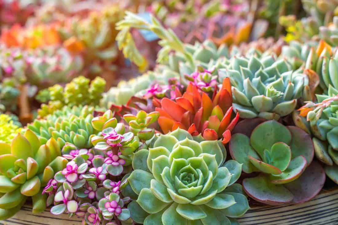 Miniature succulent plants in garden pot, 15 Beautiful Succulents And Cactus Arrangement Ideas