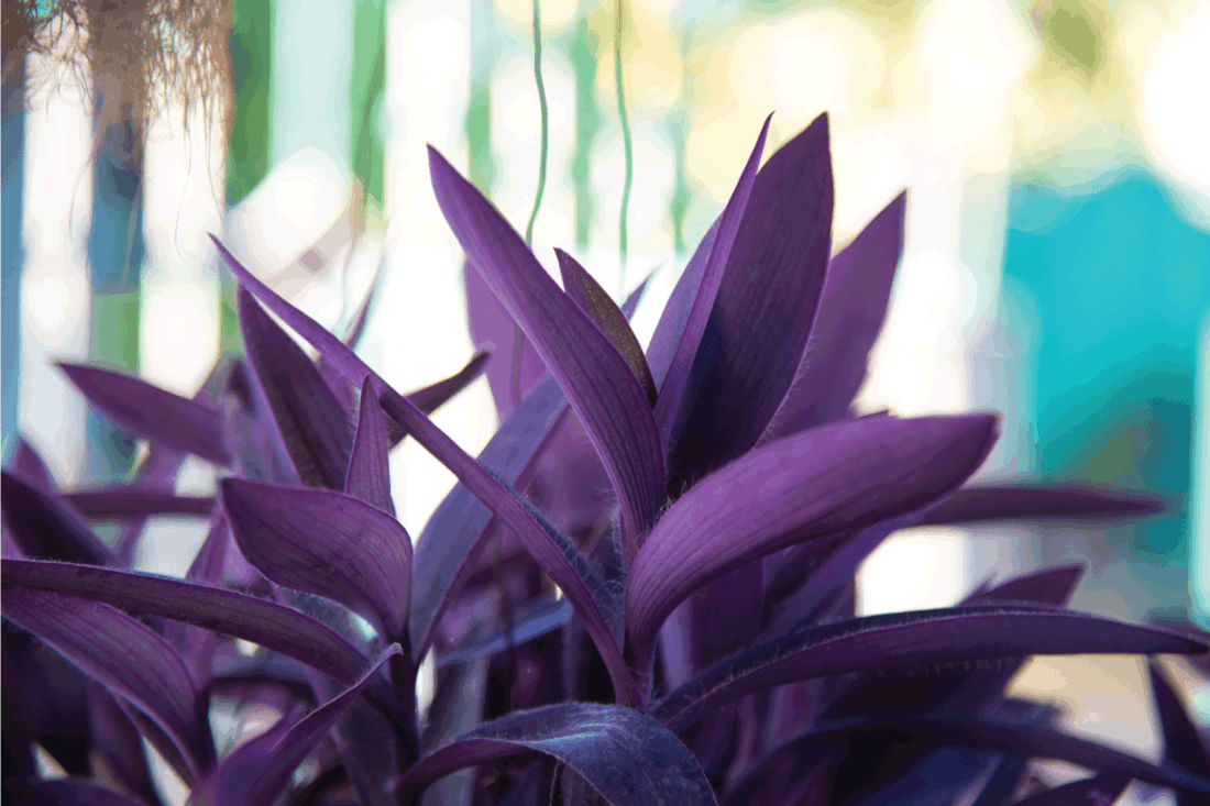 Purple Moses-in-the-cradle plants in the bedroom. purple heart plants