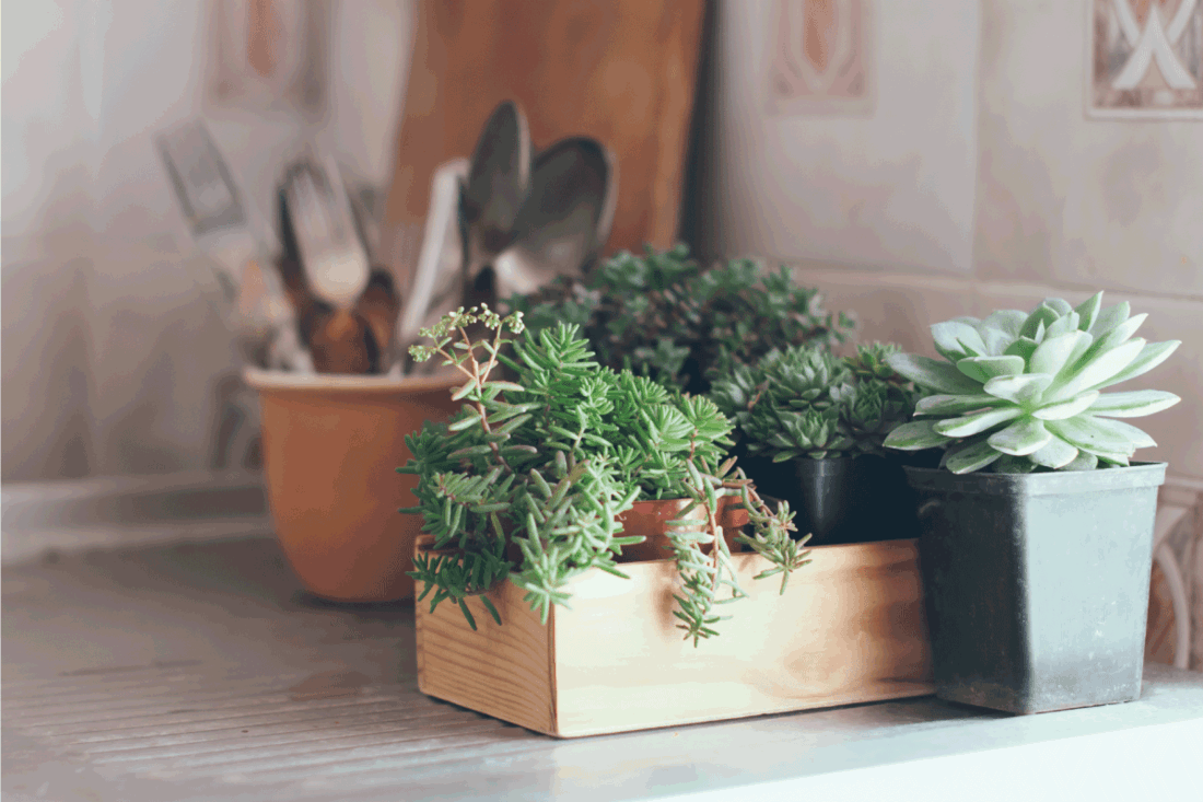Succulents in a wooden box. Should You Have Plants In The Bedroom [With Guidance On Which To Choose]