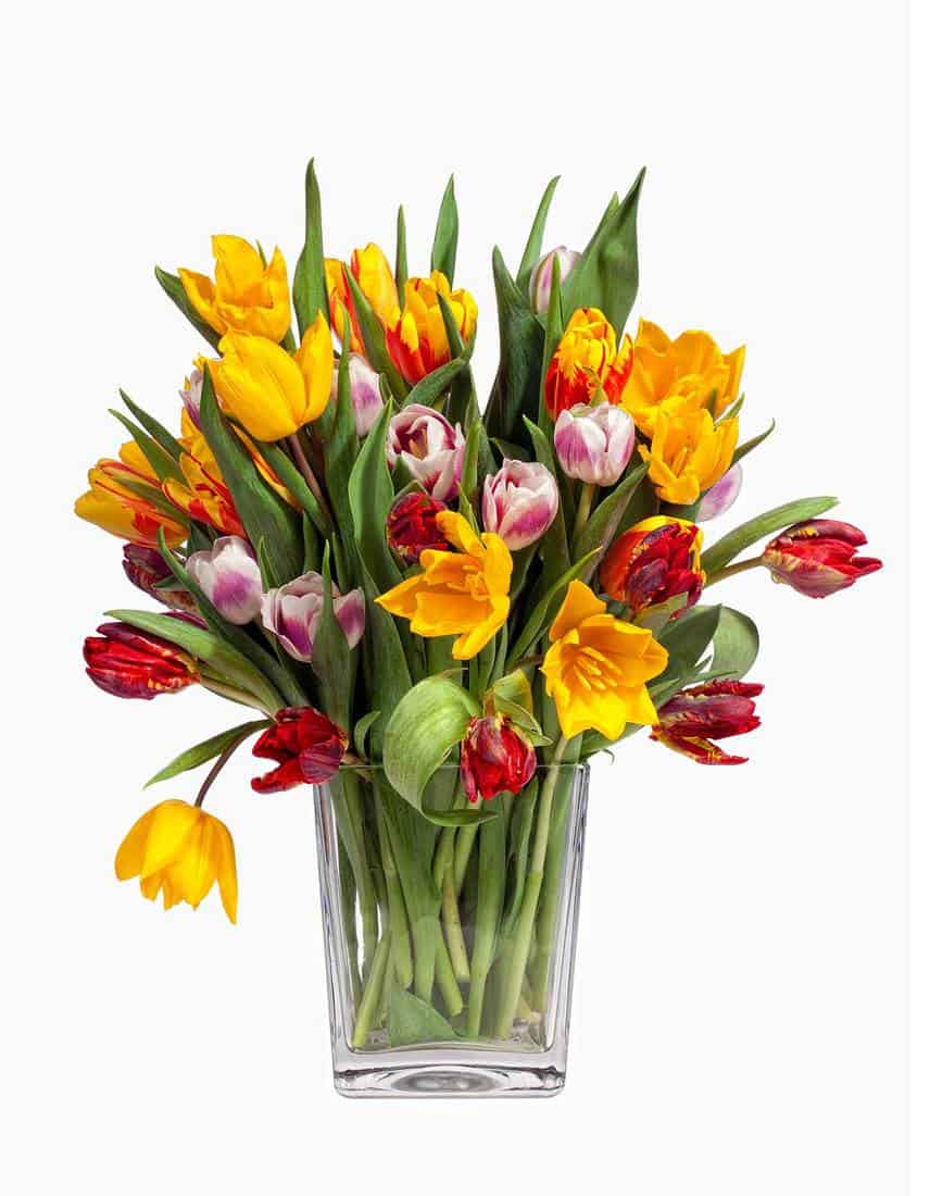 Tulips bouquet isolated on white background