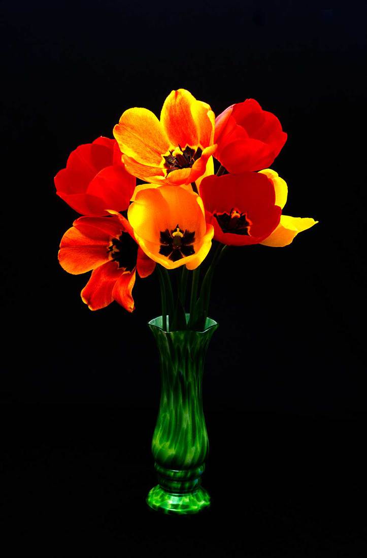Tulips in a green vase