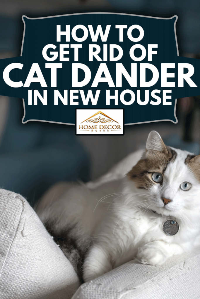 How To Get Rid Of Cat Dander In New House Home Decor Bliss