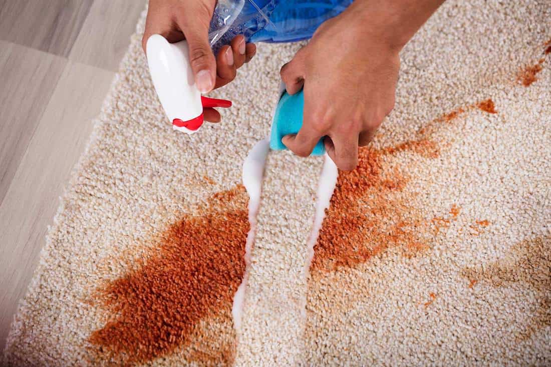 Janitor cleaning stain on carpet with sponge