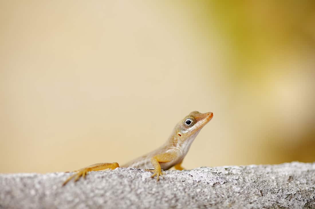 A close up photo of a gecko on the wall, How To Keep Geckos And Other Animals Out Of Your Lanai
