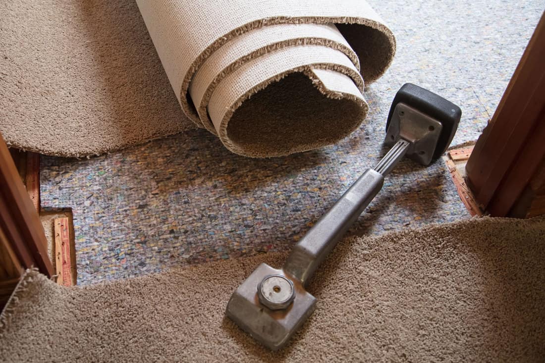 Unrolled carpet and a knee kicker on the side, How To Prepare For Carpet Installation - What To Do Before And After