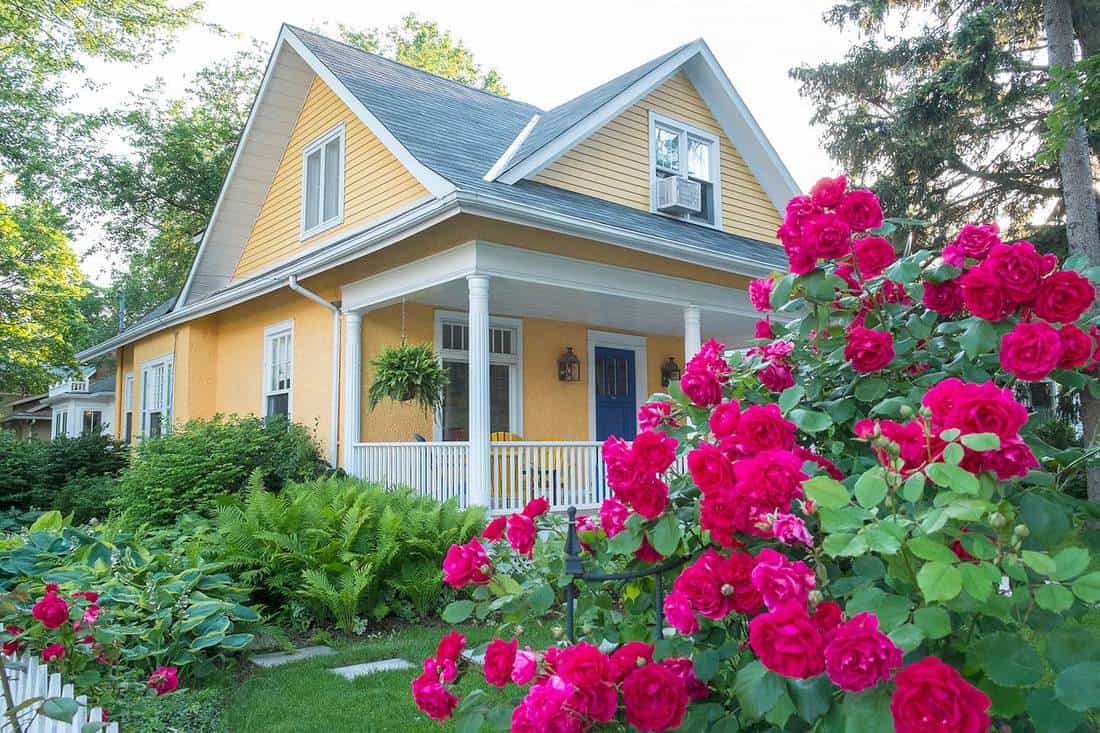 Yellow house with pink rose bush in front