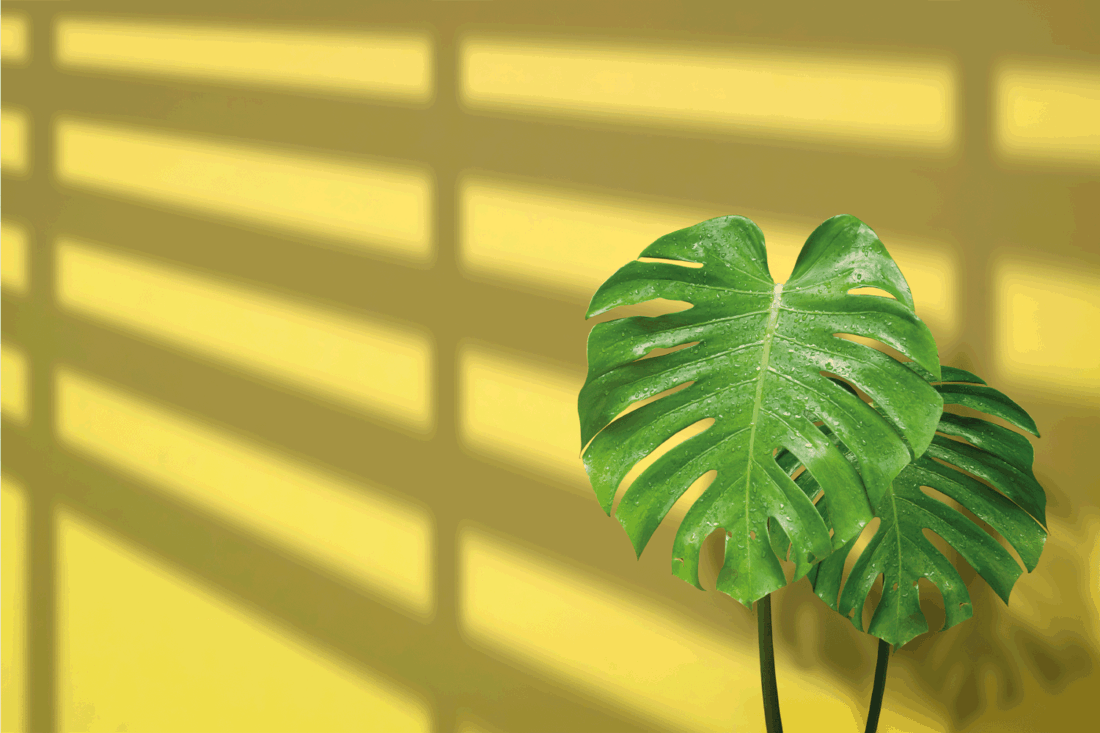 2 Jungle Monstera leaves are growing with sunlight and shadow on yellow cement wall background in living room