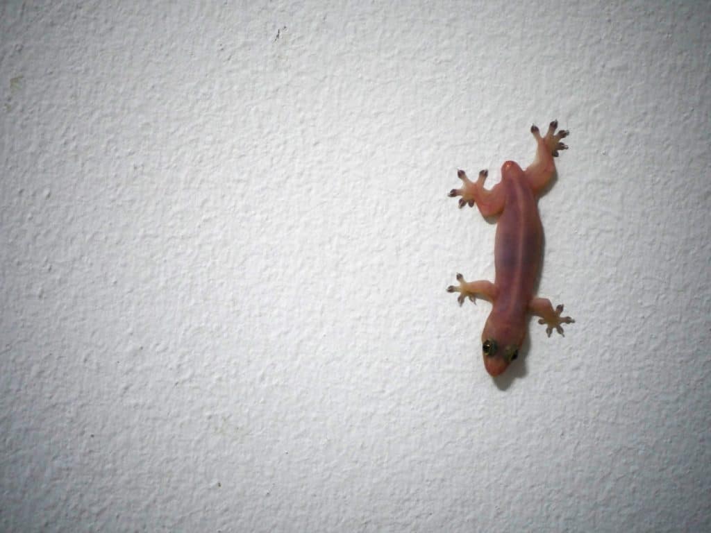 The small lizard with the cut trail on the white wall background