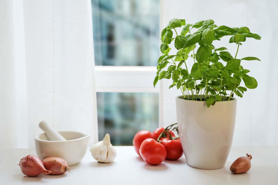 Window sill in the kitchen with potted basil, tomatoes, onion and garlic against white curtains, ingredients for fresh and healthy cooking, copy space, selected focus, narrow depth of field