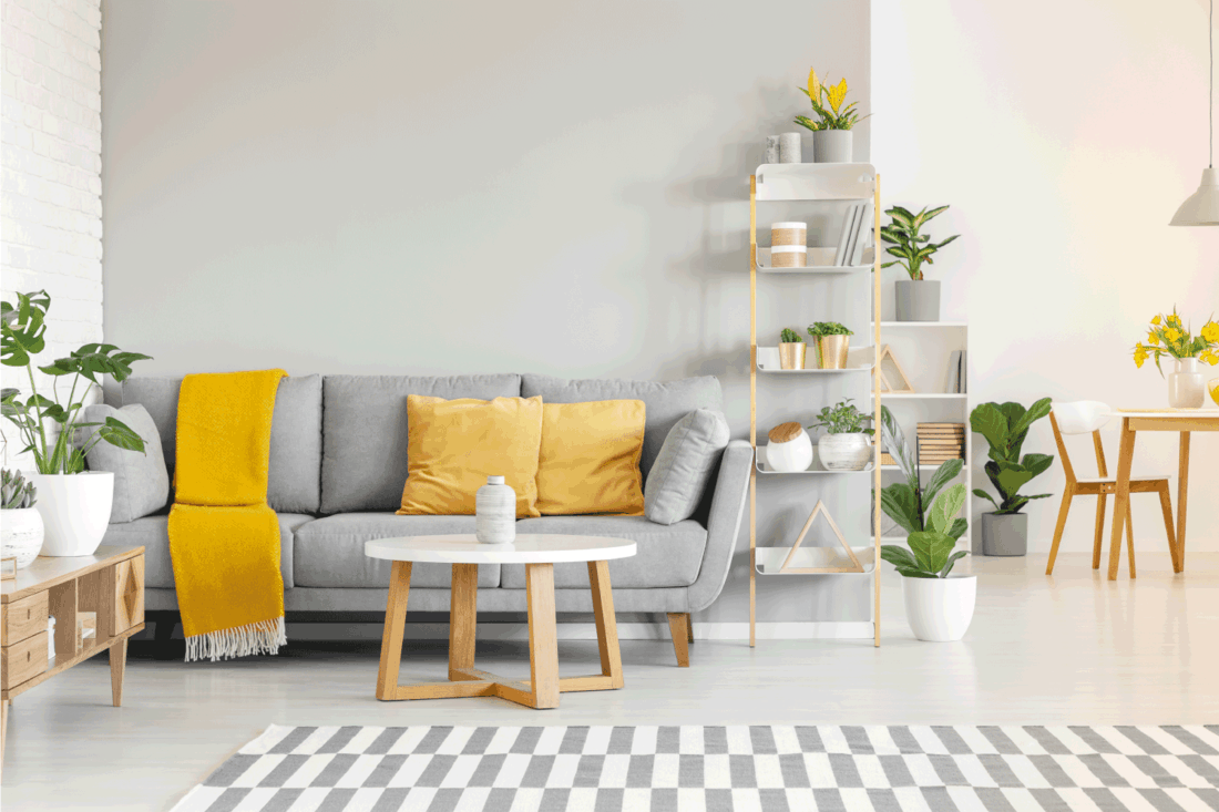 Yellow pillows and blanket on grey sofa in modern living room interior with plants and carpet