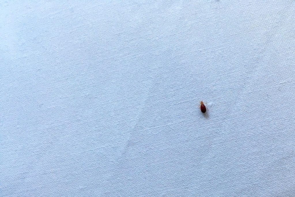 A disgusting tick photographed on the bed sheets