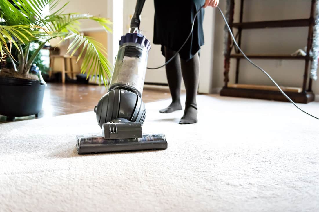 A woman using a Dyson ball vacuum to clean her carpet, Can You Use A Dyson Ball Vacuum On Hardwood Floors?