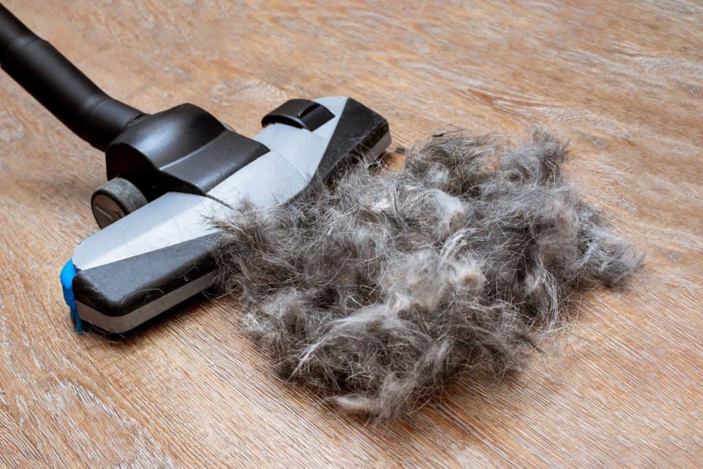 Vacuuming a pile of dog hair