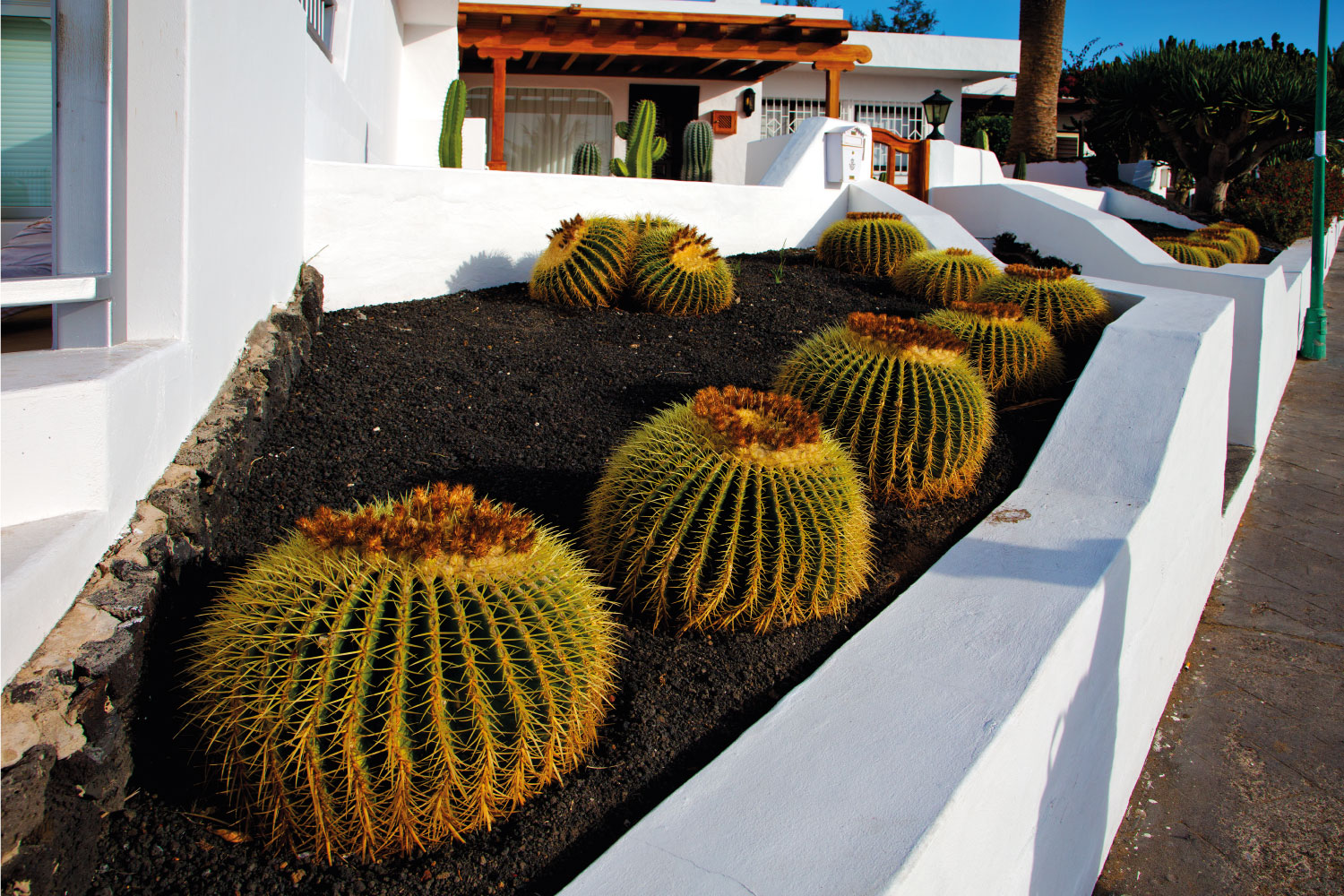 cactus plants on a raised garden with retaining walls, Desert Landscape concept
