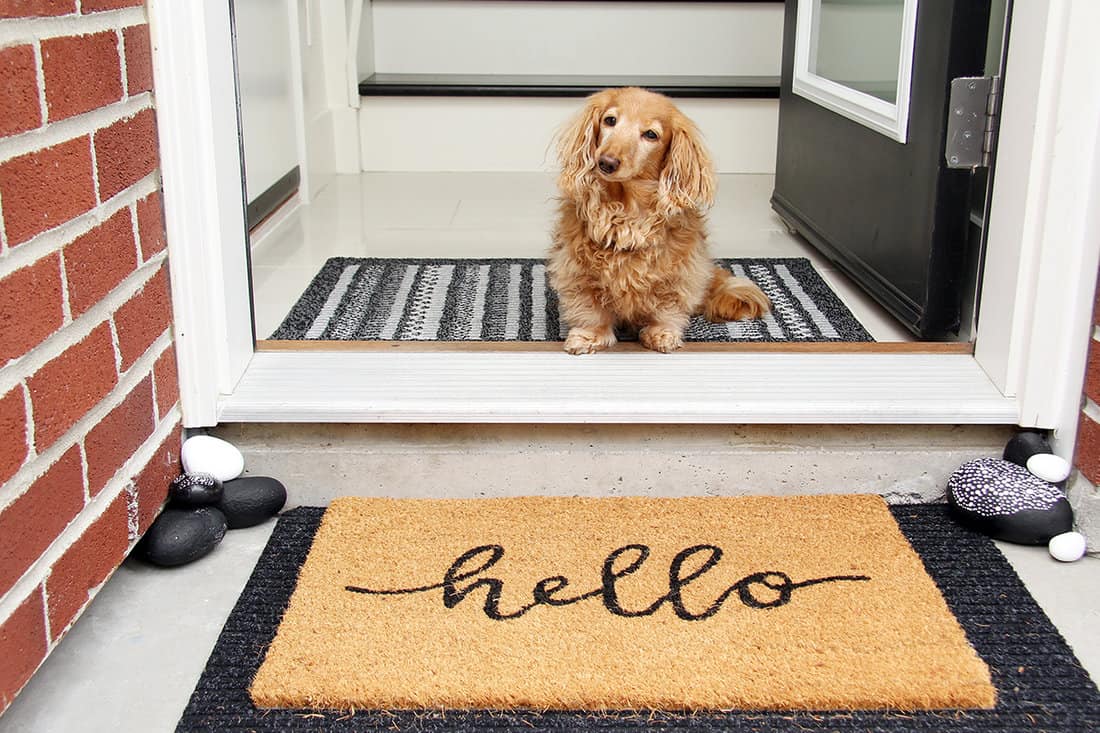 Dog sitting by a door mat that says Hello
