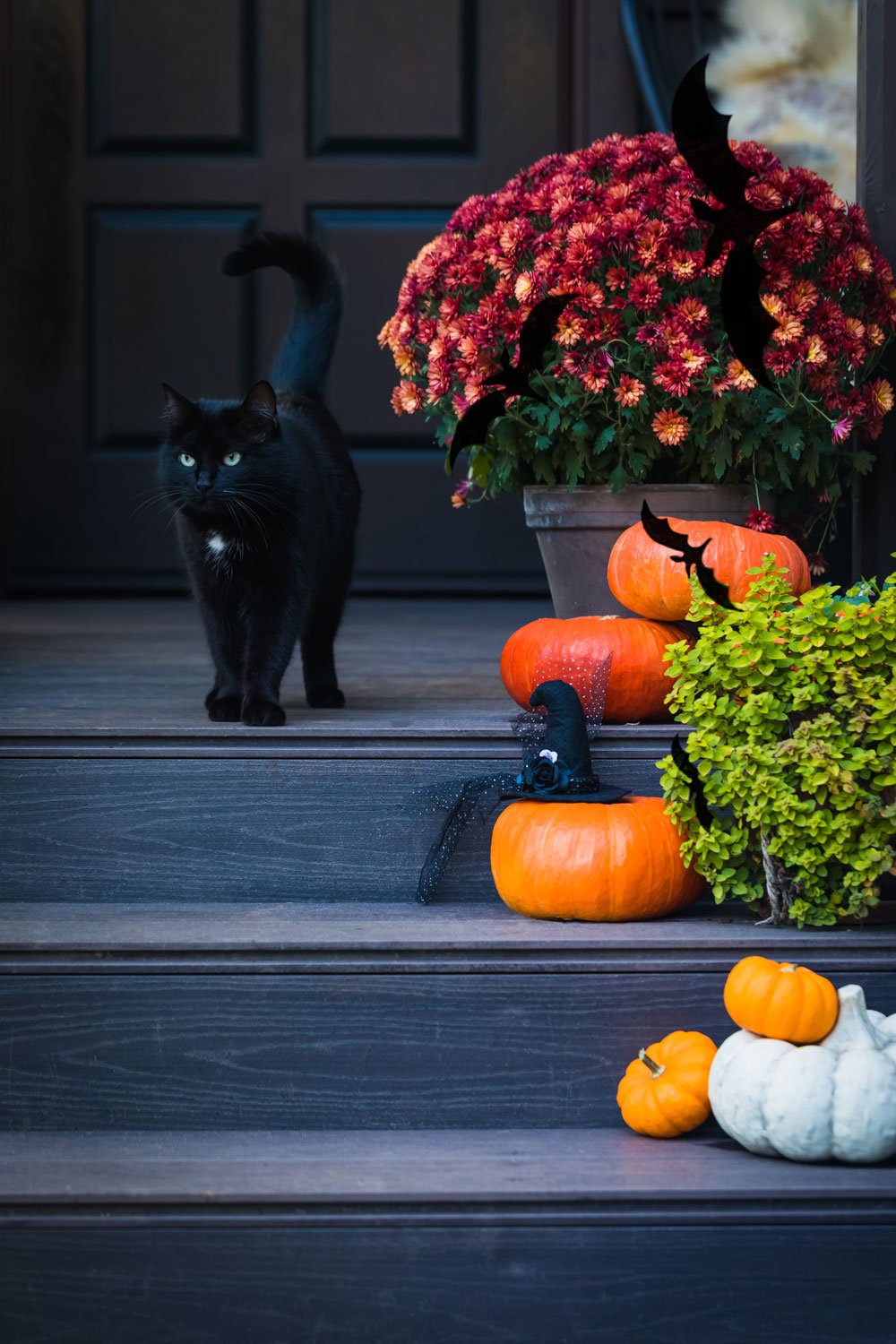 A black cat standing on the porch next to pumpkins