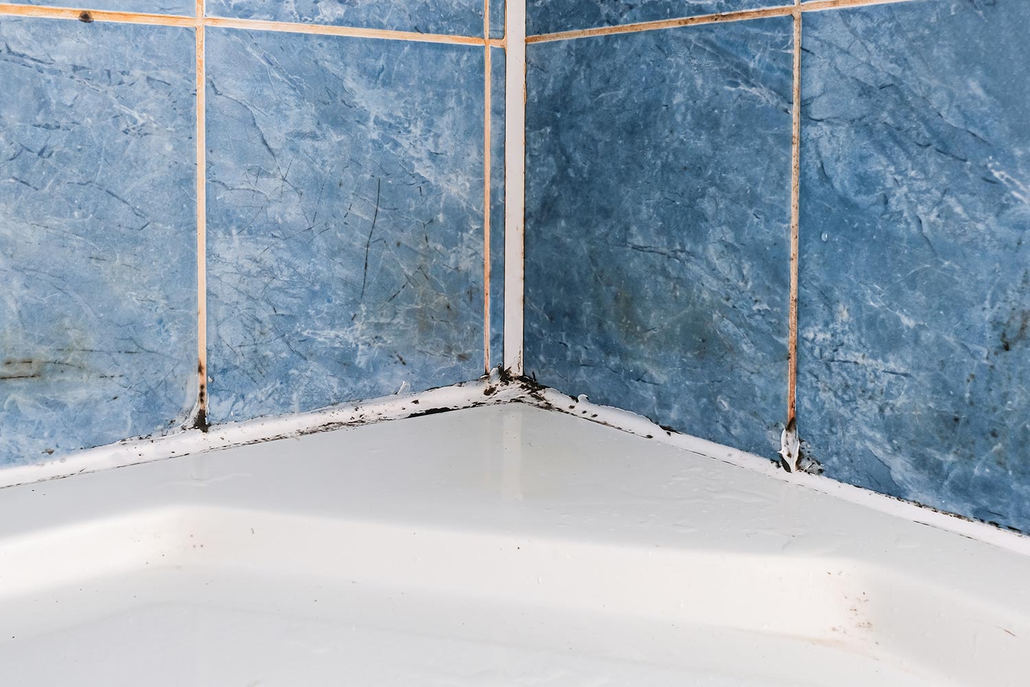 Mold fungus and rust growing in tile joints in damp poorly ventilated bathroom