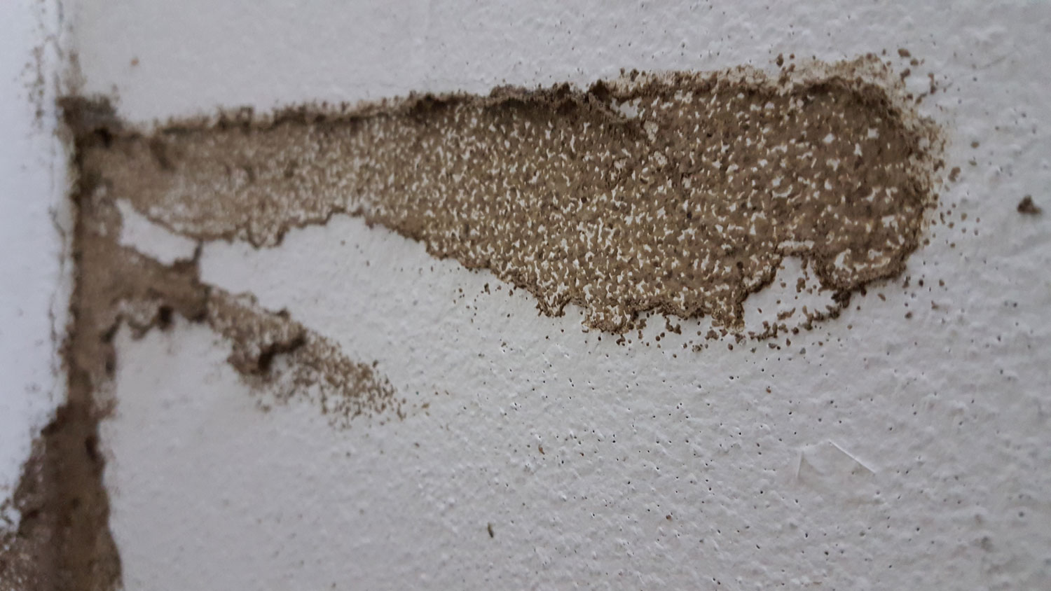 Termite nests on wall
