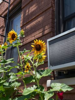 A window air conditioning unit outside an old brick apartment building above a garden with yellow sunflowers during summer in Astoria Queens New York, How To Fill Gap Above Window Air Conditioner?