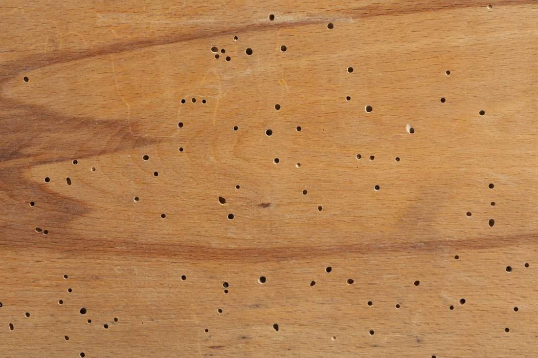 Texture of termite damaged wood with termite holes.
