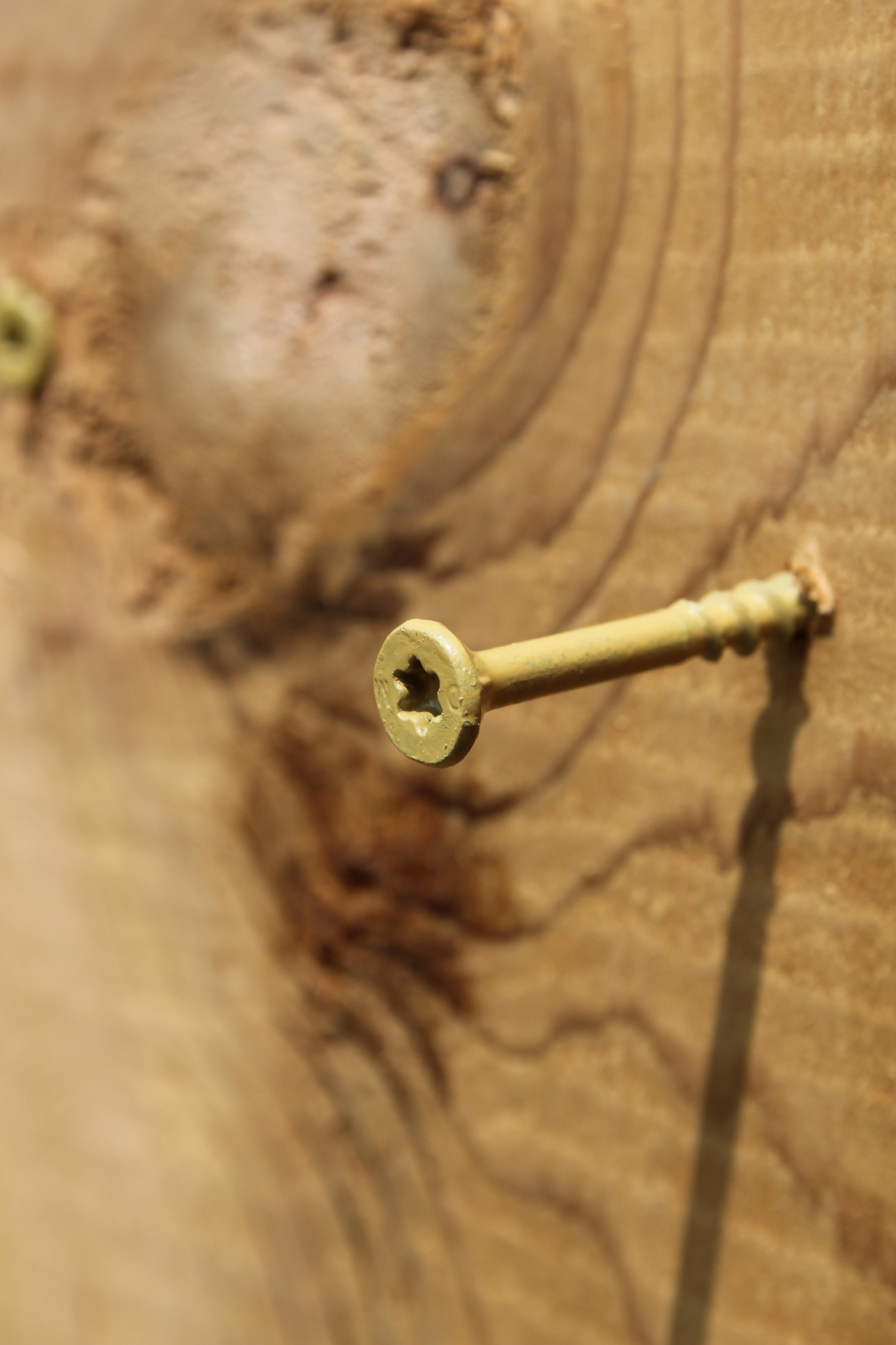 A close up of a wood screw on a cedar fence picket