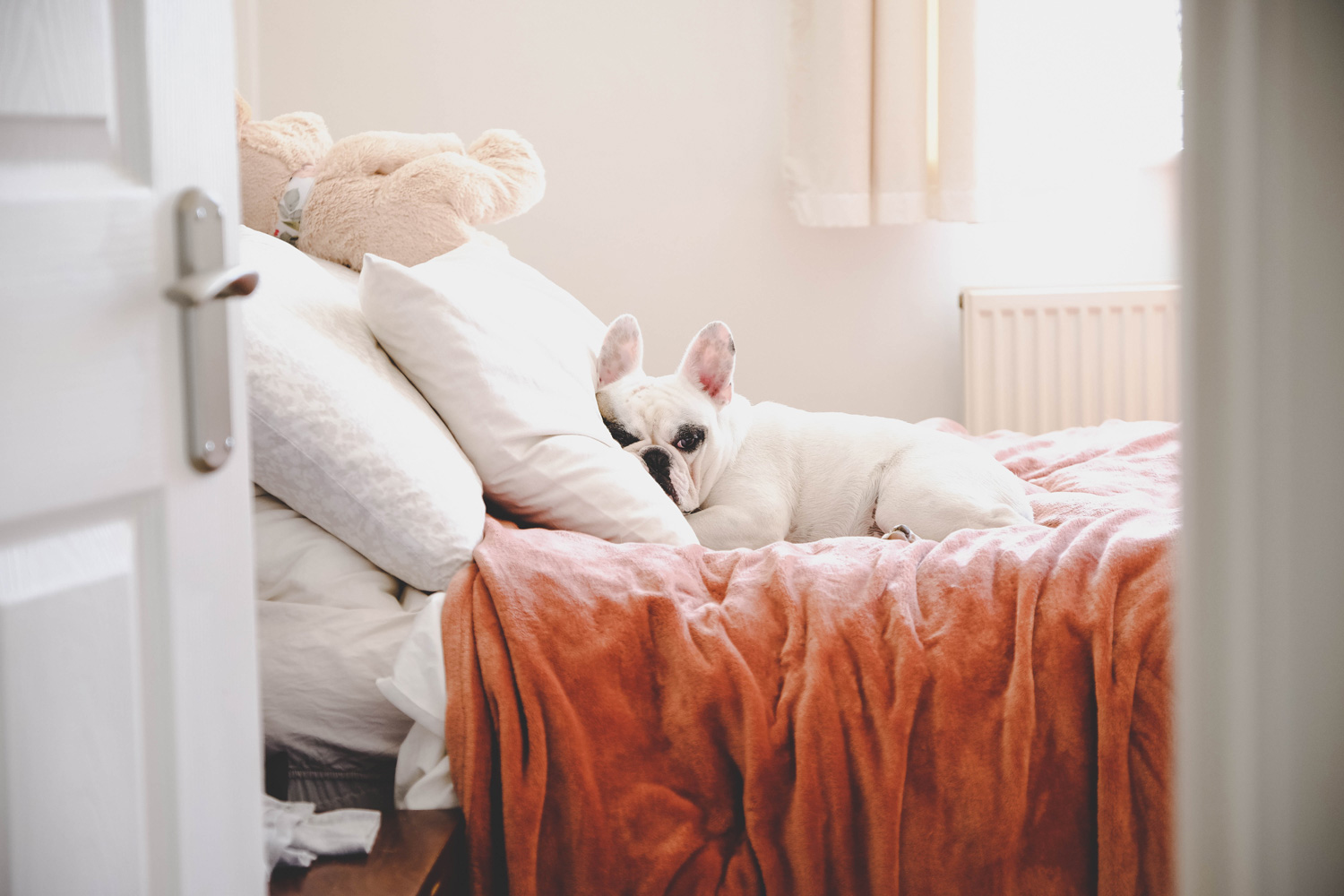 Cute Frenchie lying on bed in a bed room