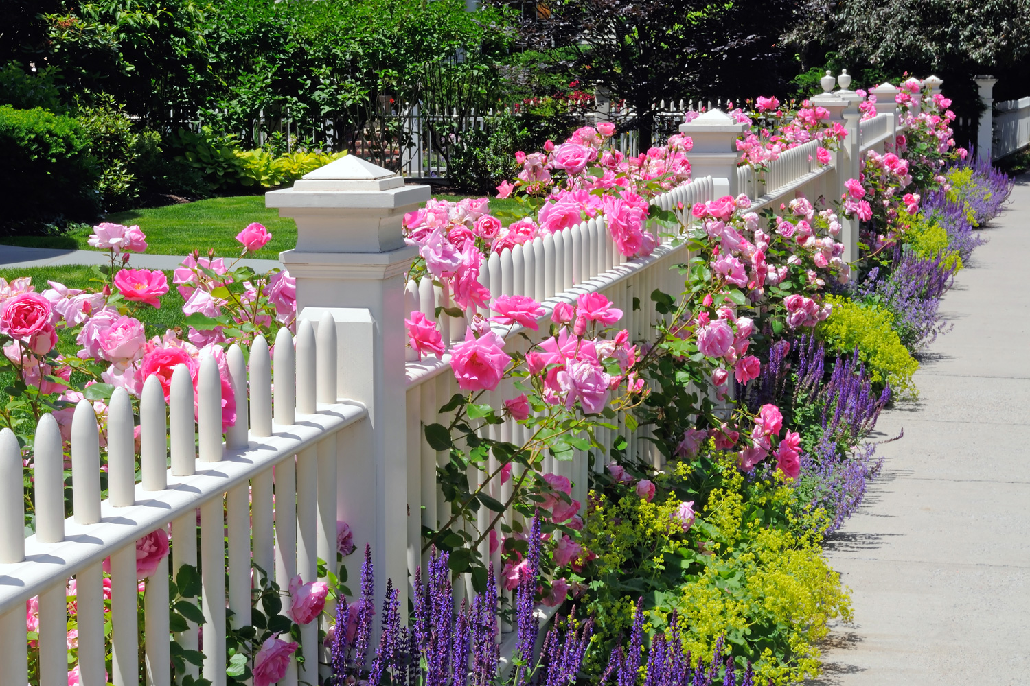 Garden fence with pink roses, sage, speedwell and catmint