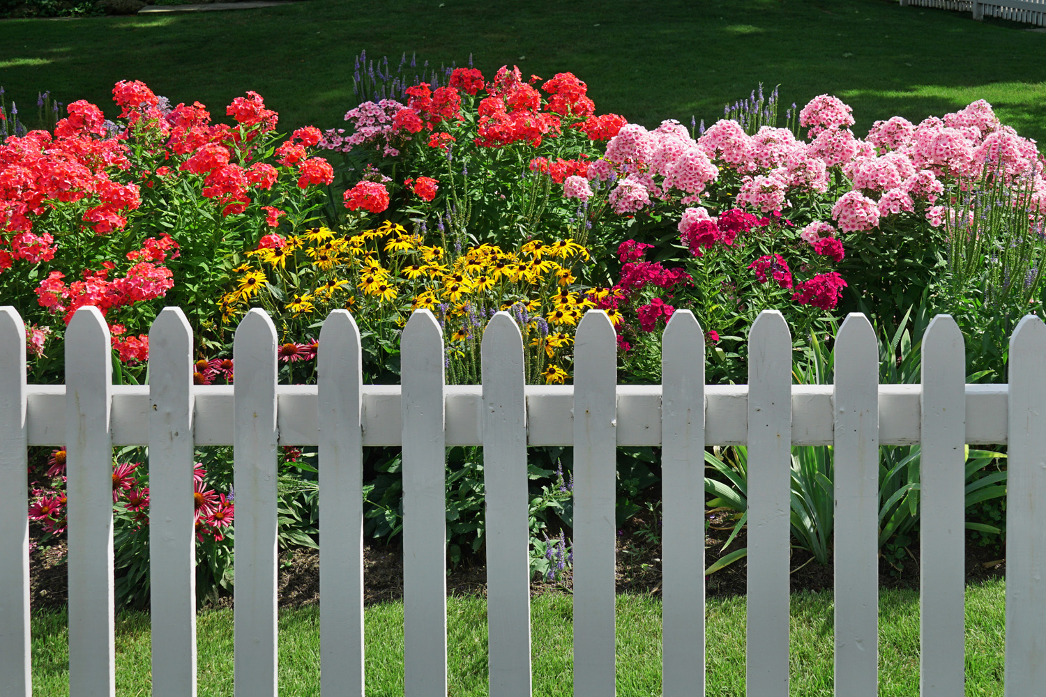 colorful summer flowers behind white picket fence