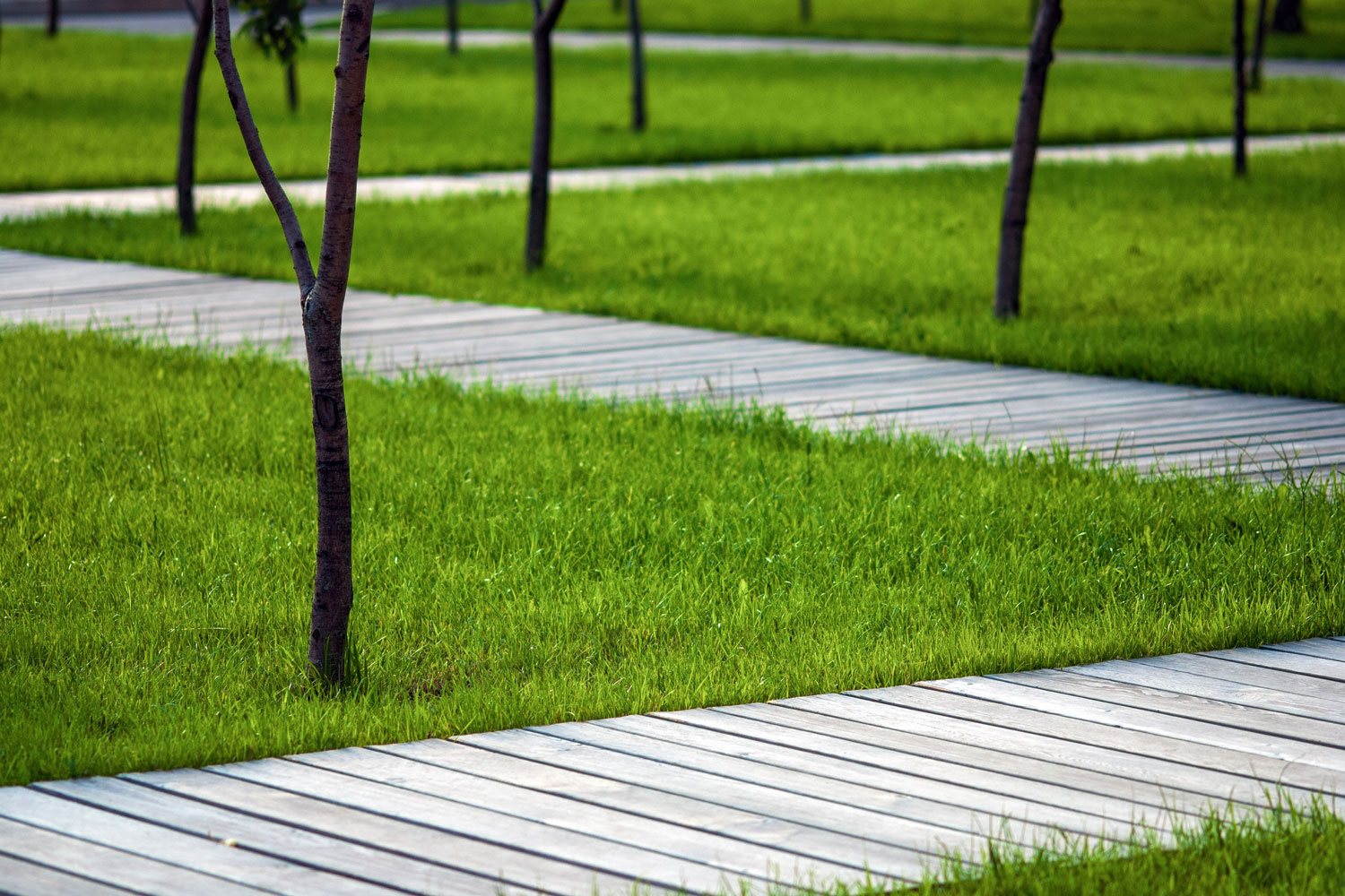 A small tree plantation with patterned walkway