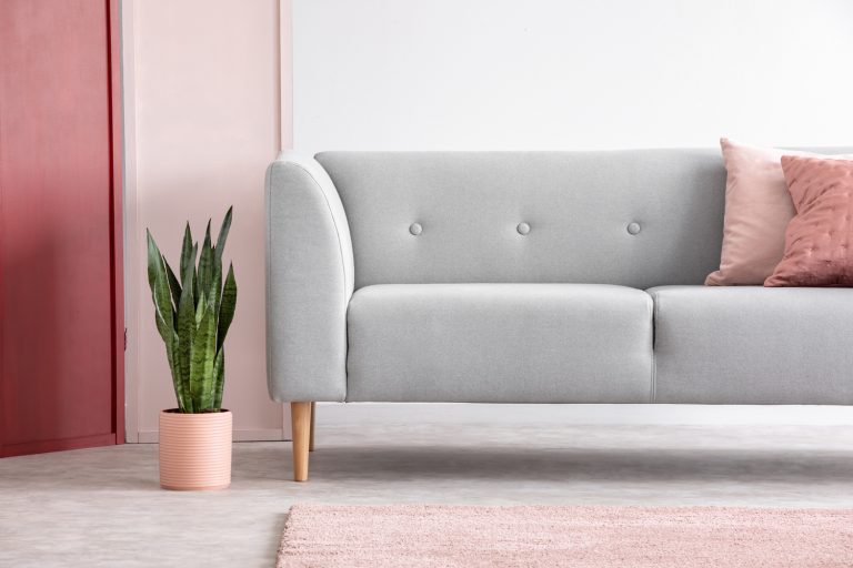 Green plant in pastel pink pot next to grey comfortable sofa with pillows in minimal scandinavian living room - What Color Carpet Goes With Grey Sofa