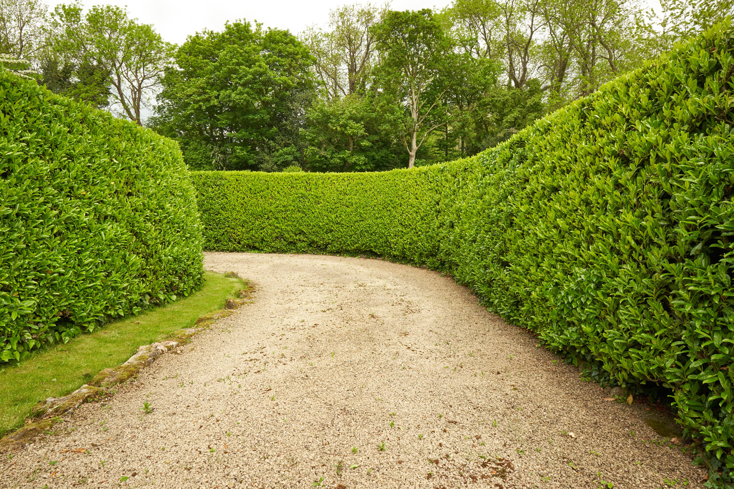 Private gravel driveway and hedgerow