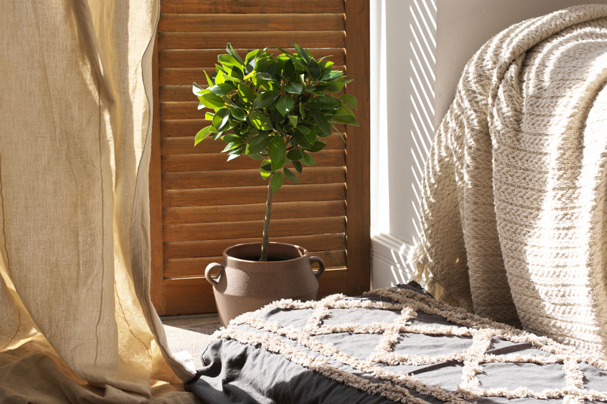 Rest place with pillow and plant on floor agaist wooden shutters door in sunlight